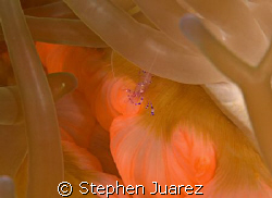 Ceaner shrimp and the mouth of the annenome by Stephen Juarez 